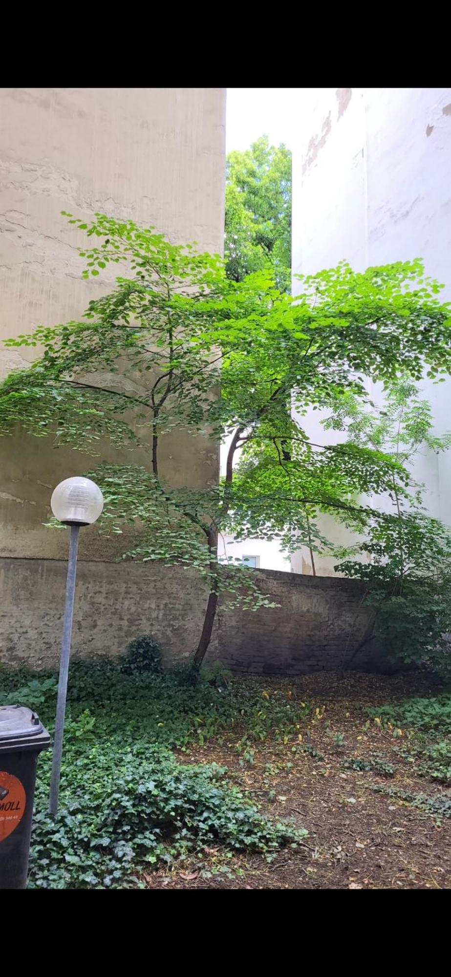 Schoene Altbauwohnung Wien Zentrum Brigittenauer Laende 32 外观 照片